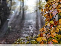 autunno 2011 (7)
